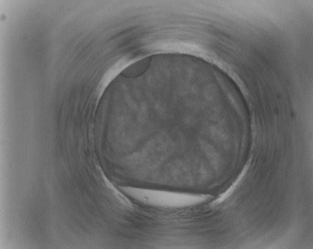 X0000066101529200603312012