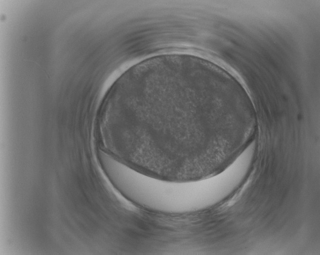 X0000066101533200603312012