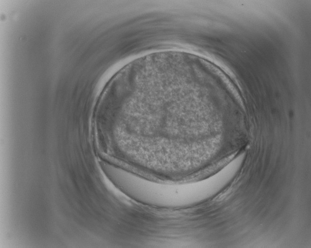 X0000066101535200603312012