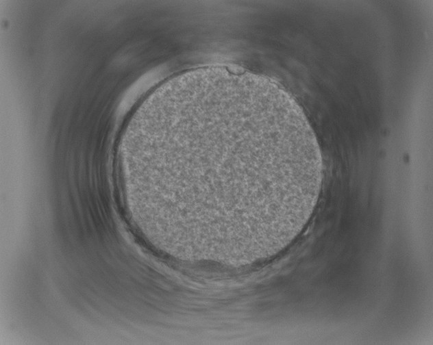 X0000066100006200604071834