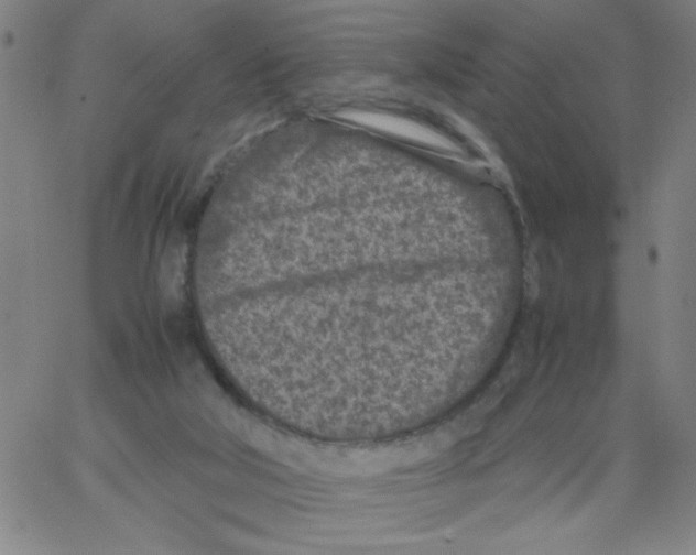 X0000066100018200604071833