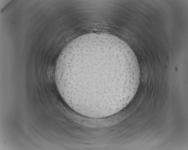 X0000066100034200604071833