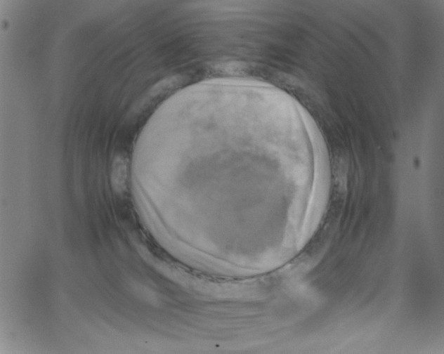 X0000066100036200604071833