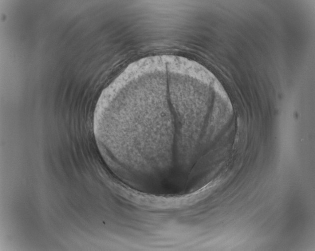 X0000066100048200604071833