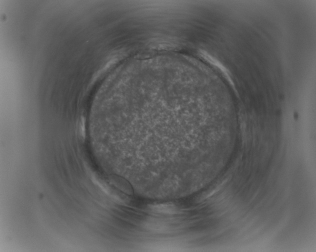 X0000066100067200604071833