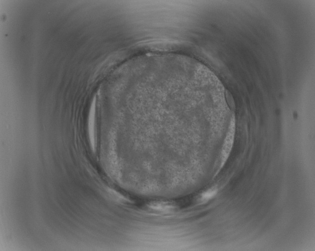 X0000066100117200604071832