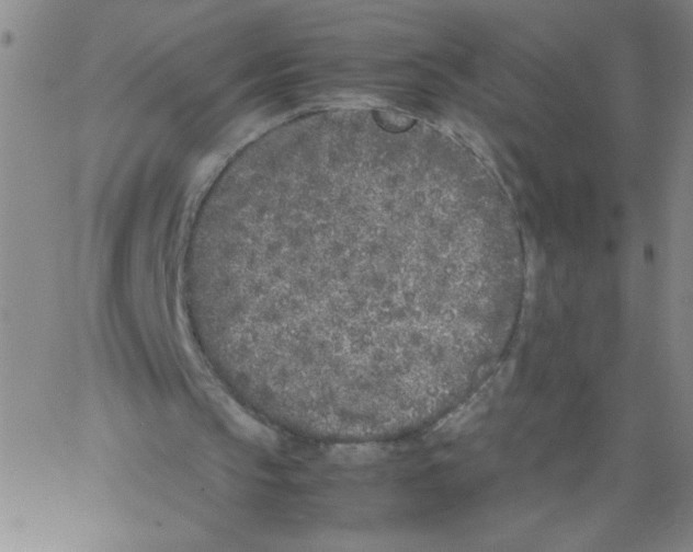 X0000066100145200604071831