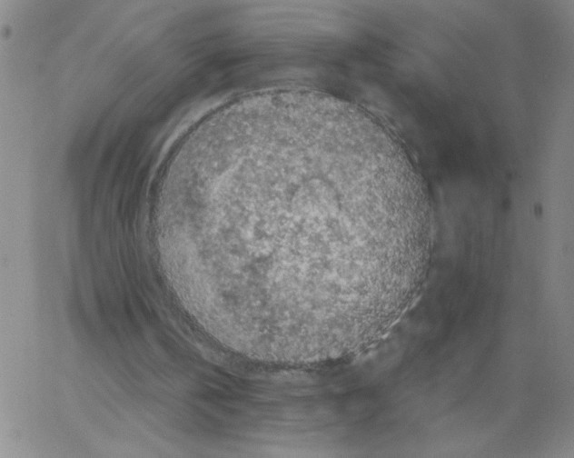 X0000066100146200604071831