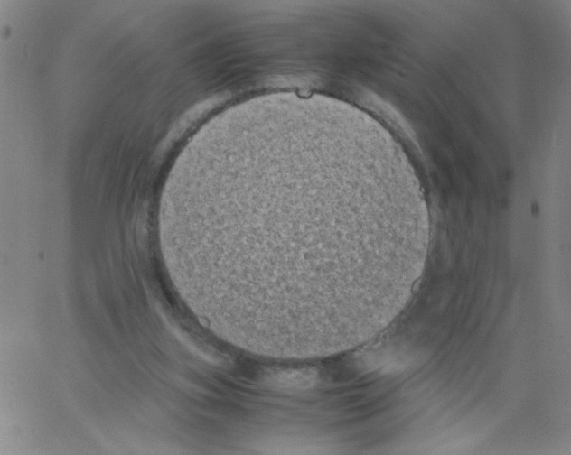 X0000066100155200604071831