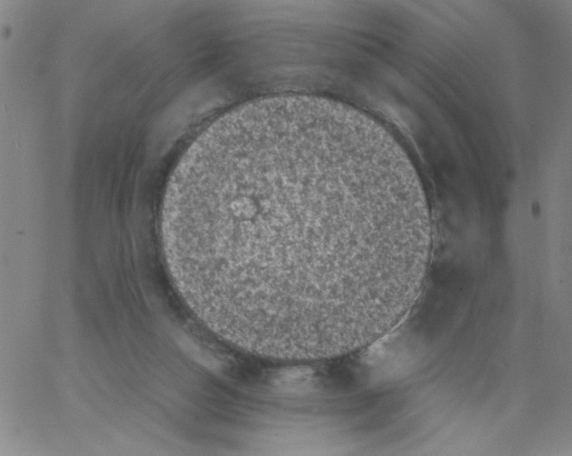 X0000066100162200604071831