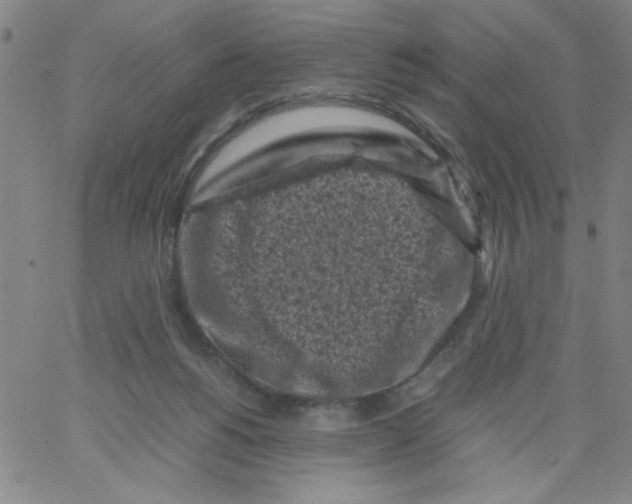 X0000066100168200604071831