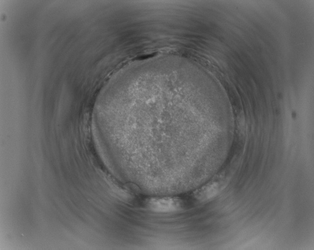 X0000066100181200604071831