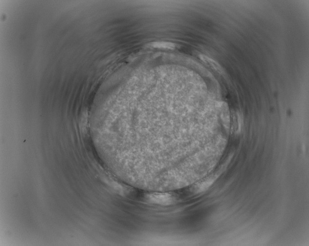 X0000066100189200604071831