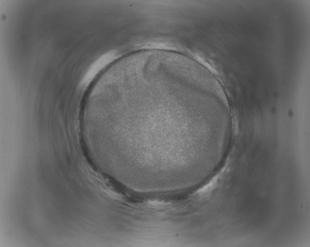 X0000066100199200604071831