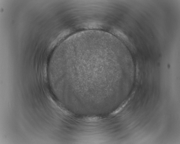 X0000066100202200604071830