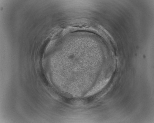 X0000066100209200604071830