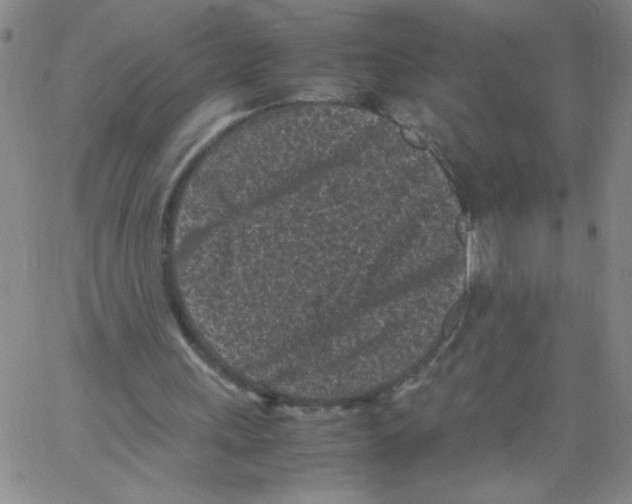 X0000066100243200604071829