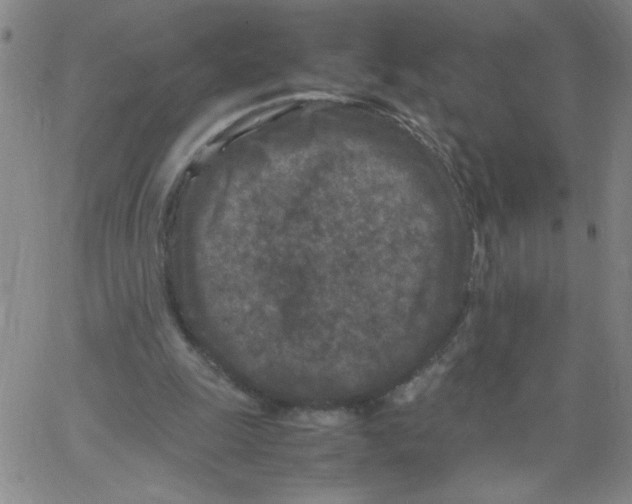 X0000066100247200604071829