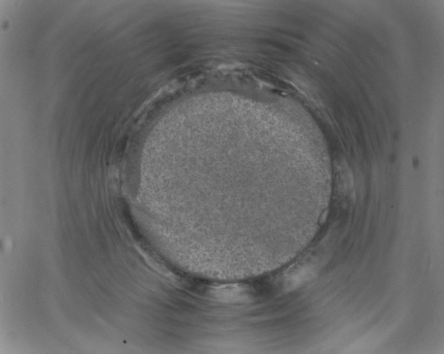 X0000066100269200604071830