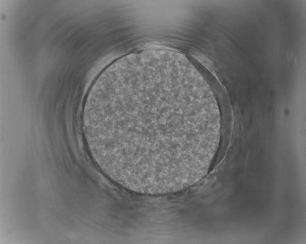 X0000066100289200604071829