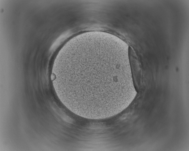 X0000066100296200604071829