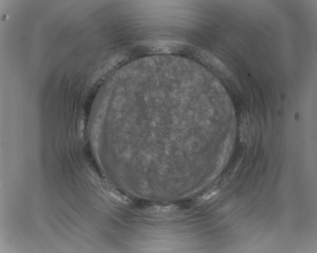 X0000066100314200604071829