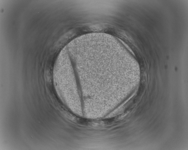 X0000066100317200604071829