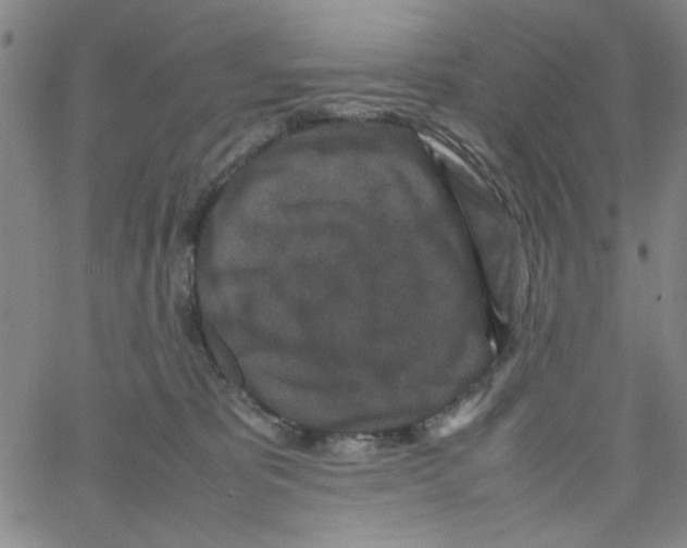 X0000066100325200604071829