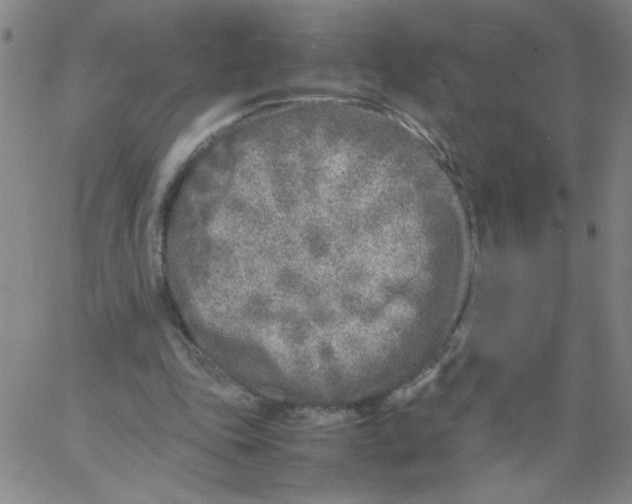 X0000066100343200604071828