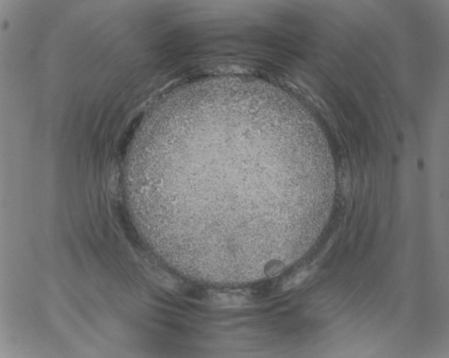 X0000066100359200604071828