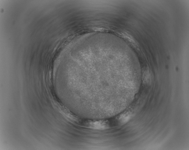 X0000066100365200604071828