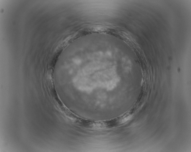 X0000066100415200604071827