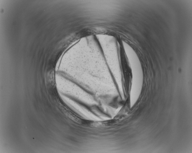 X0000066100425200604071827