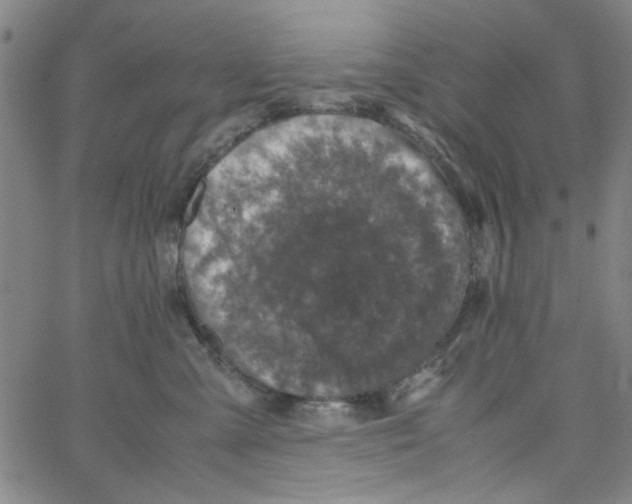 X0000066100427200604071827