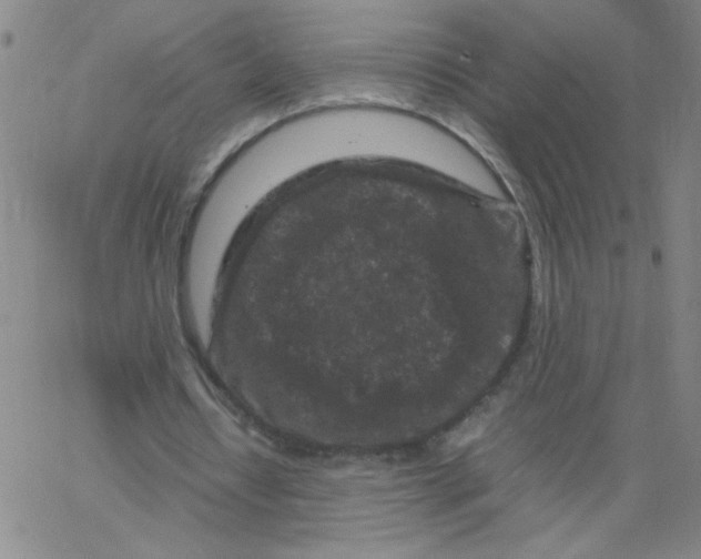 X0000066100434200604071826