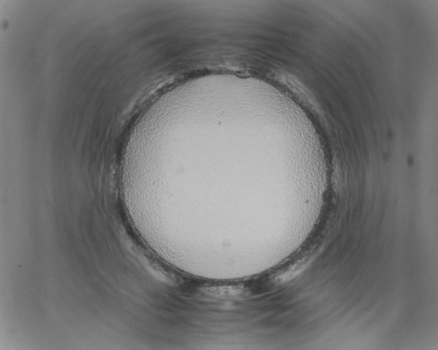 X0000066100449200604071826