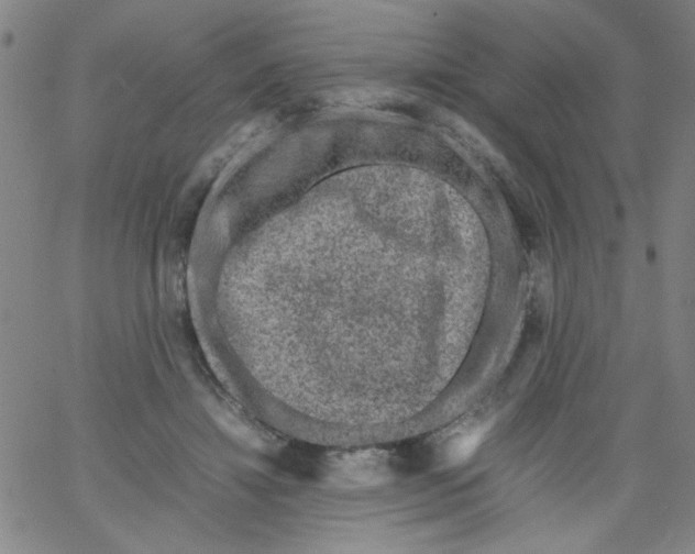 X0000066100452200604071826