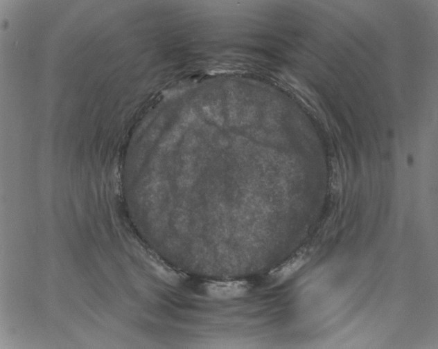 X0000066100465200604071826