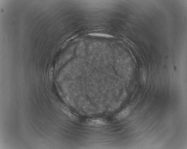 X0000066100475200604071827