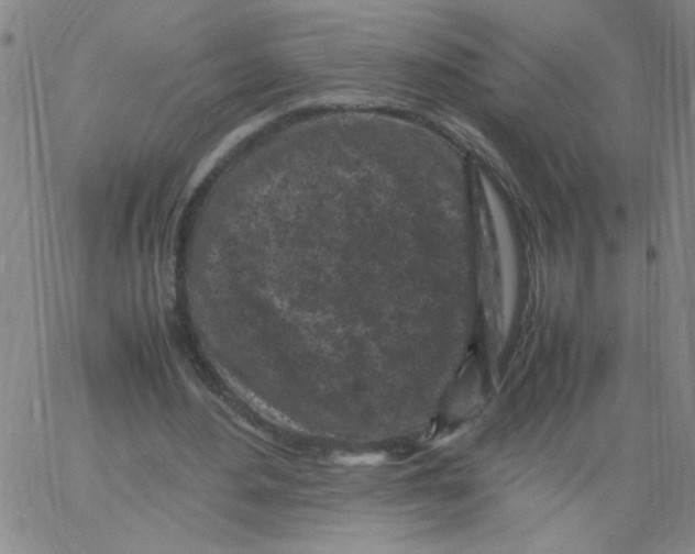 X0000066100484200604071826