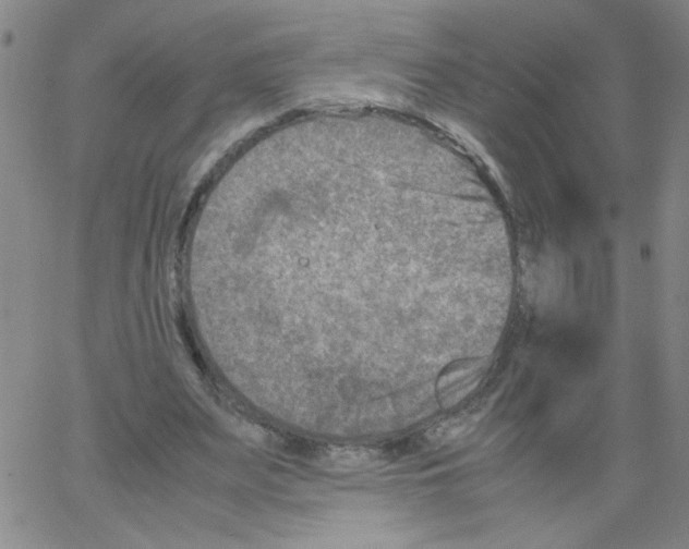 X0000066100487200604071826