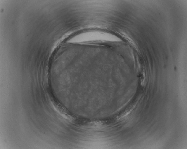 X0000066100492200604071826