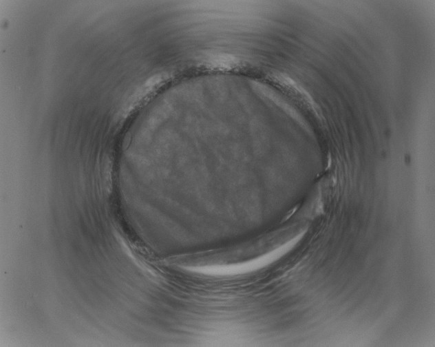 X0000066100496200604071826