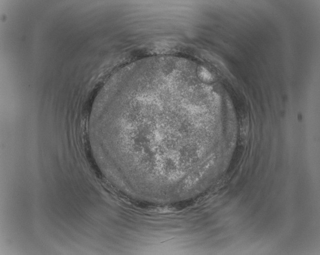 X0000066100503200604071826