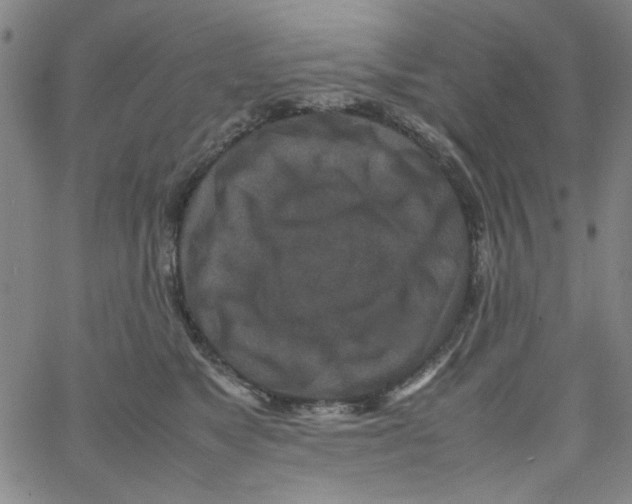 X0000066100517200604071825