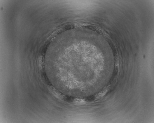 X0000066100519200604071825