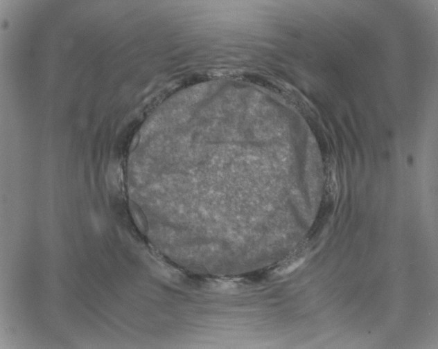 X0000066100523200604071825