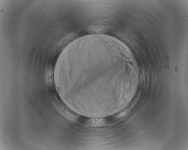 X0000066100526200604071825