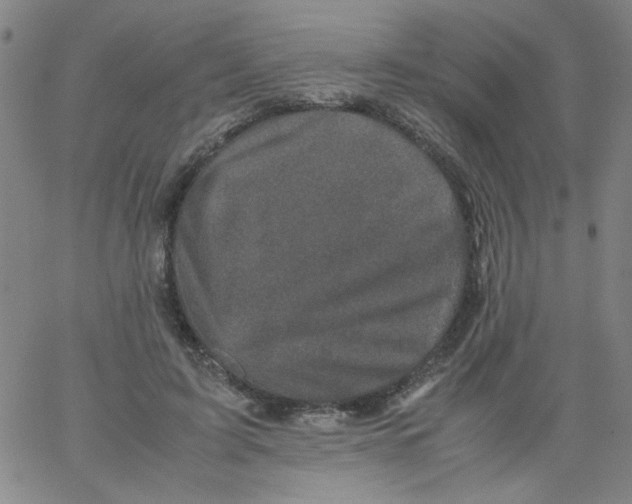 X0000066100595200604071824