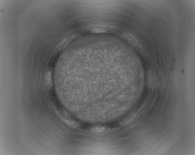 X0000066100598200604071824